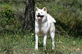 AKITA INU 403